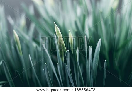 Foliage plants. Green leaves. Freshness. Macro. Nature around us