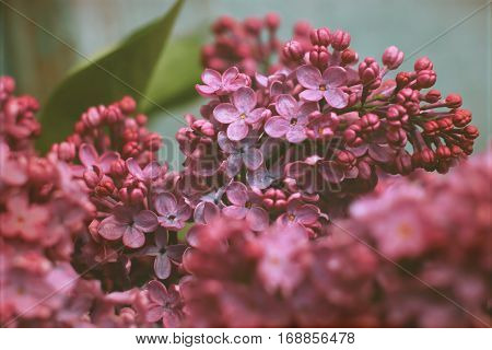 The flowers are lilac pink. Lilac. Spring flowers. Macro. Freshness. Nature.