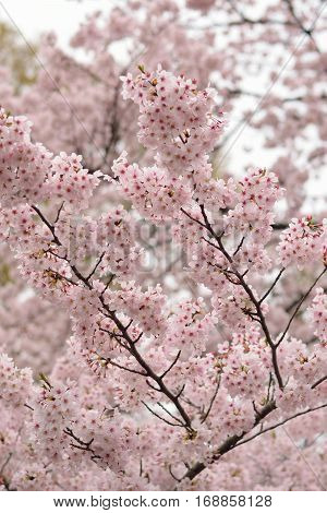 Background White Yoshino Cherry Blossom branches in vertical frame