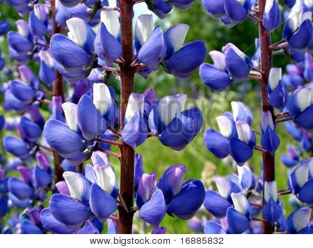 Flowerses Lupinen auf Feld