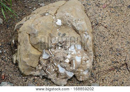 Fossilized seashells in a rock. Fossilized marine life is a living example of life from millions of years of past history of earth. Marine and land animals died of various causes and became fossilized