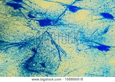 Cell Microscopic- Neuron Tissue