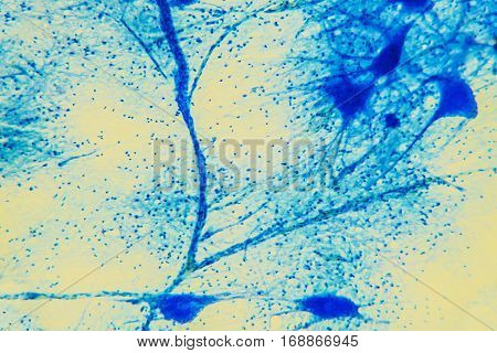 Cell Microscopic- Neuron Tissue