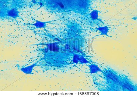 Cell Microscopic- Neuron Tissue