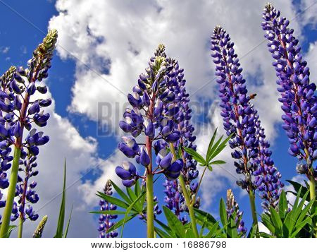 Lupinen am bewölkten Himmel Hintergrund
