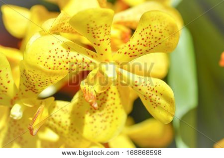 yellow orchid flower or Aerides flabellata Rolfe ex Downie