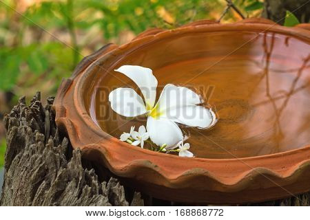 White Plumeria spp. (frangipani flowers Frangipani Pagoda tree or Temple tree) and Moke flower (Wrightia religiosa Benth) on bath touch-in spa conceptselective focus
