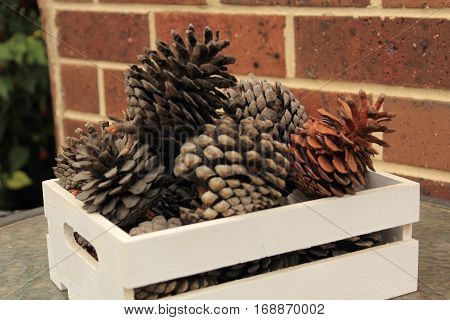 a group of pine cone in a white wooden cress