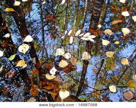 Blatt auf dem Wasser