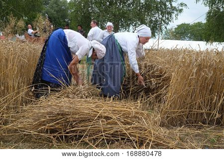 TRNOVEC, CROATIA - JULY 09, 2016: Peasant woman harvesting wheat with scythe in wheat fields in Trnovec, Croatia on July 09, 2016