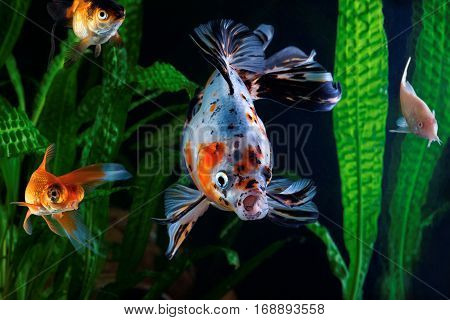 Goldfish aquarium a group of fish on the background of aquatic plants