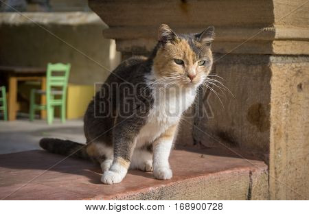 Street cat sitting and watching. Green table and chairs on the background.