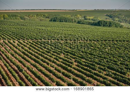 Beautiful green grape field in summer panoramic view