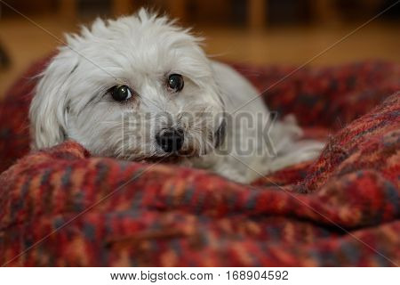 White dog lying in his big dog bed - Havanese
