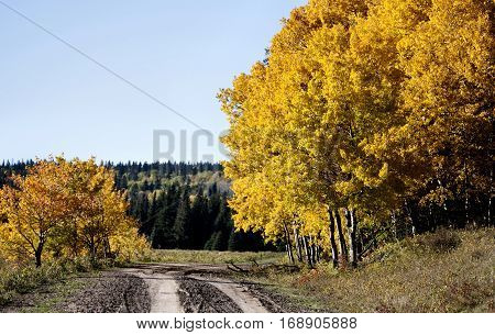 Autumn Colors Cypress Hills Canada