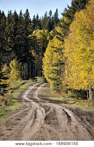 Autumn Colors Cypress Hills Canada