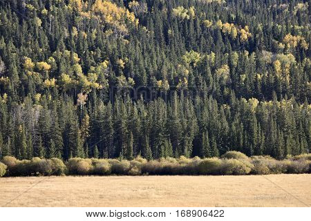 Autumn Colors Cypress Hills Canada