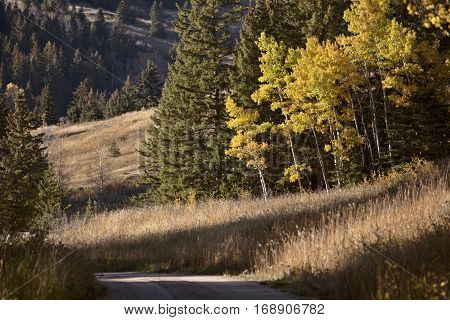 Autumn Colors Cypress Hills Canada