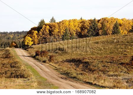 Autumn Colors Cypress Hills Canada