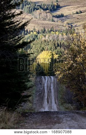 Autumn Colors Cypress Hills Canada interprovincial Park
