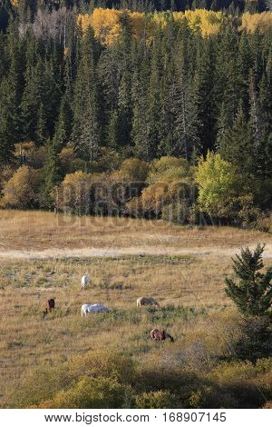 Autumn Colors Cypress Hills Canada interprovincial Park horses