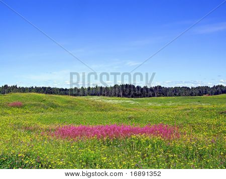 lilla blomster på felt