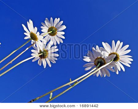 Gire a la flowerses de la Margarita sobre fondo azul