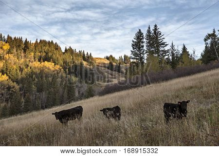 Autumn Colors Cypress Hills Canada