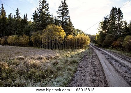 Autumn Colors Cypress Hills Canada