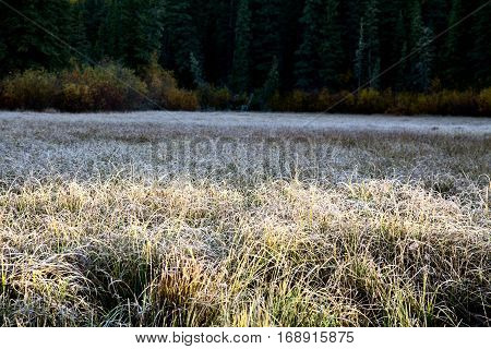 Autumn Colors Cypress Hills Canada