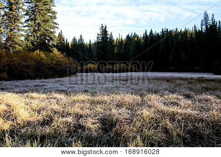 Autumn Colors Cypress Hills Canada