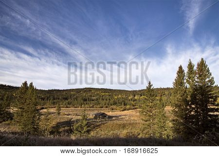 Autumn Colors Cypress Hills Canada