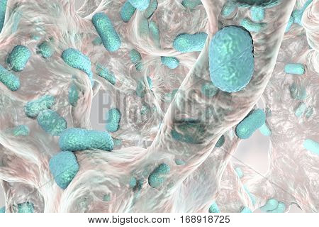 Biofilm of bacterium Acinetobacter baumannii, 3D illustration. Acinetobacter is antibiotic resistant rod-shaped bacterium which causes hospital-acquired infections