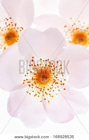 wild rose