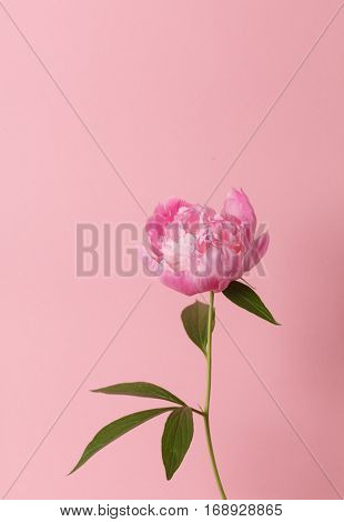 peony in the hand