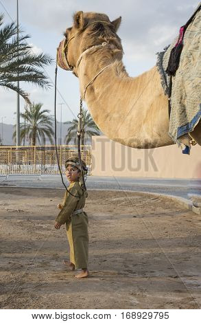 Muscat Oman February 4th 2017: young omani boy in traditional clothing walking with a camel