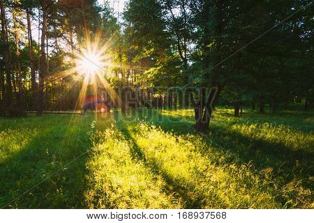 Sunset Or Sunrise In Forest Landscape. Sun Sunshine With Natural Sunlight And Sun Rays Through Woods Trees In Summer Forest. Beautiful Scenic View. Natural Real Lens Flare Effect