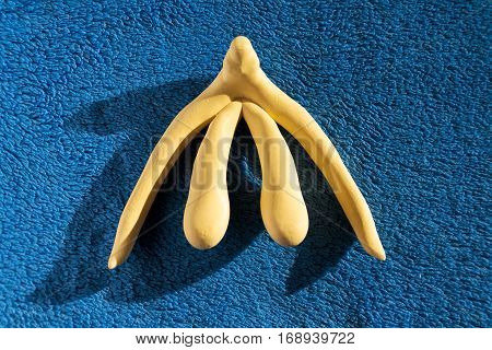 3D Printed Female Sex Organ Clitoris For Human Anatomy Lessons