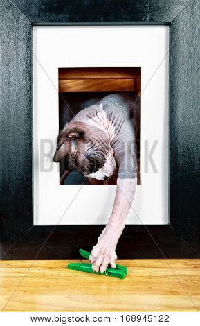 Cat in a black frame is played with a clothespin