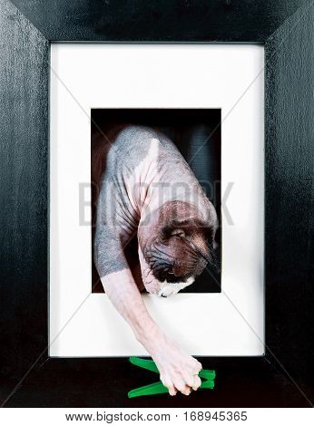 Cat in a black frame is played with a clothespin