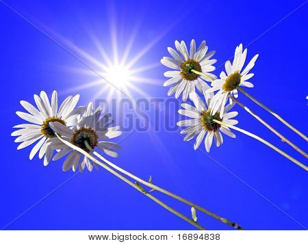Gire a la flowerses de la Margarita sobre fondo azul
