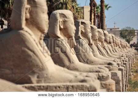 Row of ancient sphinxes at Luxor temple in Egypt
