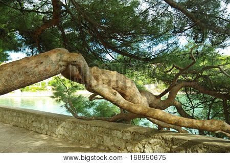 Krk Croatia: a town in the south of the island of Krk. It is a tourist resort in old town there are preserved fragments of buildings from Roman times. Defensive walls of the Frankopanski Castlle and old deformed tree.