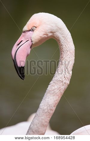 Greater flamingo (Phoenicopterus roseus). Wildlife animal. 