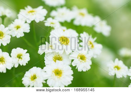 Beautiful camomile white flower on a green bright spring meadow macrot health background