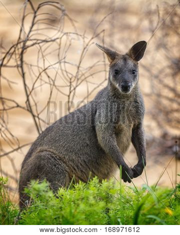 The swamp wallaby (Wallabia bicolor) near a green bush