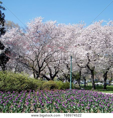 Tulips and cherry lossoms in Washington USA April 2 2010