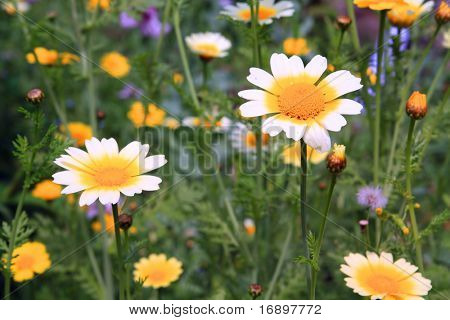Chrysanthemen