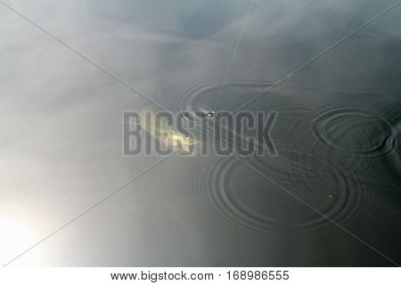 Time biting pike. Tagasuk lake. Siberia, Russia