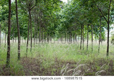 Rubber Plantation Which Has Grass, Hevea Garden In Thailand.